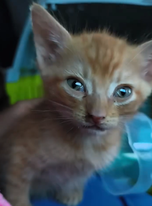 Chaton en route vers la clinique vétérinaire